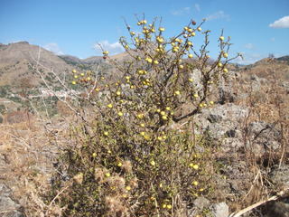 Monte_Castellaccio - 17-08-2014 10-01-16.JPG